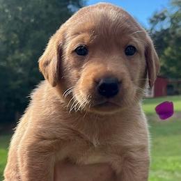 Purple collar female - Yellow female Labrador Retriever puppy in Stokesdale, North Carolina from Belews Creek Gundogs