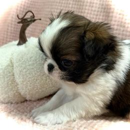 Blossom - Sable and white female Japanese Chin puppy in Davisville, Missouri from Uniquely Yours, Shelly’s Japanese Chins