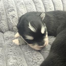 Minnow - Black and white female Pomsky puppy in Auburn, Washington from Periwinkle Pomskies