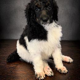 Marge - Parti female Poodle puppy in Washington, Pennsylvania from Patriotic Poodles