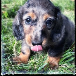 Twister (4500) - Dapple female Dachshund puppy in Albany, Wisconsin from Deglow’s Doxies