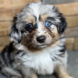 Ash - Blue merle male Miniature Australian Shepherd puppy in Mc Lean, Illinois from Kickapoo Creek Toy & Mini Aussies