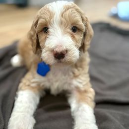 Biscuit - Red male Bernedoodle puppy in Denver, Pennsylvania from Greenview Puppies