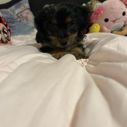 Nala - Dapple female Dachshund puppy in El Paso, Texas from Stella's Lone Star Kennels