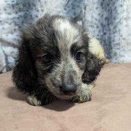 Larry - Piebald male Dachshund puppy in Central Point, Oregon from MRS Long Dog Ranch