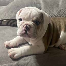 Bulldog Puppies from Shelby's English Bulldogs
