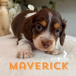 Maverick - AKC - Chocolate and tan male Dachshund puppy in Kemp, Texas from Koli Acres