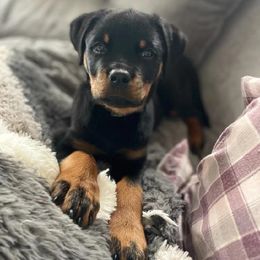 Rottweiler Puppies from Harris Hill Rottweilers