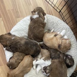 Shih Tzu Puppies from Jessica Diangson's Shih Tzus