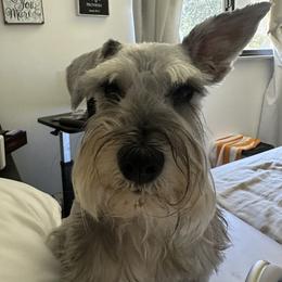 Miniature Schnauzer All Grown Up from Good Shepherd K9 Initiative