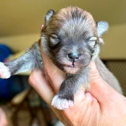 ABEL - Orange male Pomeranian puppy in Willis, Texas from Treasured Jewels Pomeranians