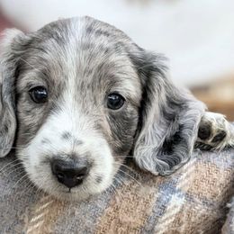 Dachshunds from Hairy Wieners