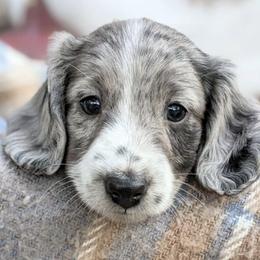 Dachshunds from Hairy Wieners