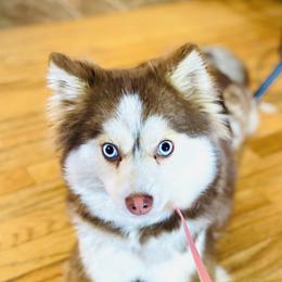Foxy - Pomsky