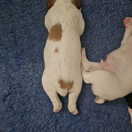 Brittany Puppies from Riley's Upland Brittany's