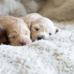Dachshund Puppies from CTX Doxies