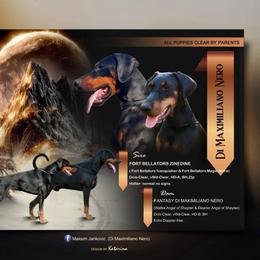 Girl 3 - Black and rust female Doberman Pinscher puppy in Shrewsbury, Massachusetts from Di Nonno Dobermann