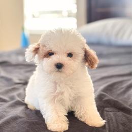 Champagne Toast - Parti male Goldendoodle puppy in Sallisaw, Oklahoma from Huddle Puppies
