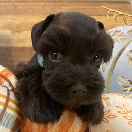 Boy 2 - Miniature Schnauzer puppy from Deep South Miniature Schnauzers
