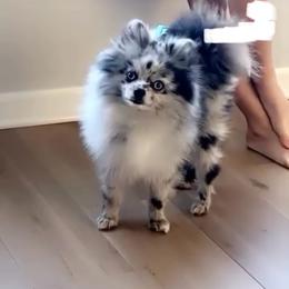 Sampson - Blue merle male Pomeranian puppy in Buck Valley, Pennsylvania from Buck Valley Pomeranians
