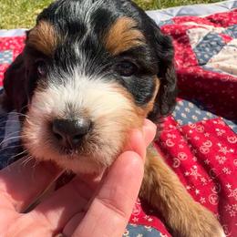 Chanel - Tri-color female Bernedoodle puppy in Camden, Michigan from FurEver Friends Finder