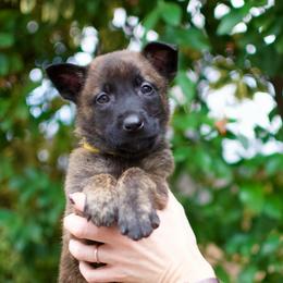 Yellow - Gold brindle female Dutch Shepherd puppy in Auburn, Georgia from Faberge Hollandse Herdershond