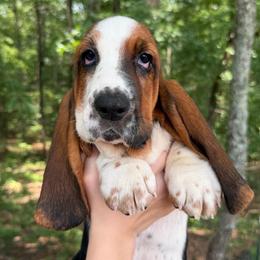 Abby - Black brown and white female Basset Hound puppy in Red Bay, Alabama from Maple Street Bassets