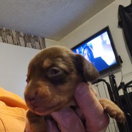 Girl 2 - Chocolate and tan female Dachshund puppy in Lansing, Michigan from Black Thunder 517 Cane Corso and Dachshunds