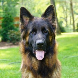 Ember - German Shepherd