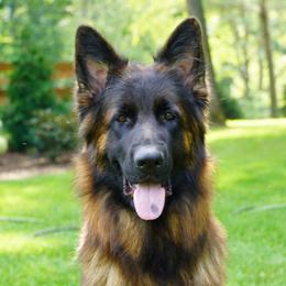 Ember - German Shepherd