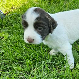 Leia - White and liver female English Springer Spaniel puppy in Davenport, Iowa from Hearthstone Springers