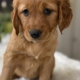 Ms. Purple - Dark golden female Golden Retriever puppy in Lake George, Colorado from Floyd Ranch Field Goldens