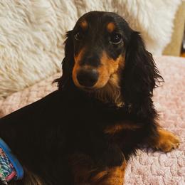 Johanna - Dachshund