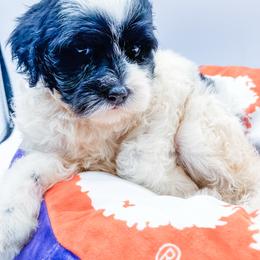 Oreo - Black and white male Bernedoodle puppy in Belton, South Carolina from Poodley Doodley Doo