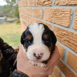 Cupid - Black rust and white male Bernese Mountain Dog puppy in Inman, South Carolina from Shadow Acres