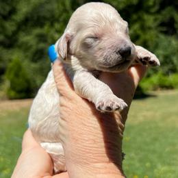 Lucy - Cream female Poodle puppy in Wolf Creek, Oregon from Dejah Bleu Kennels