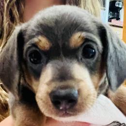 Dachshund Puppies from George Pidgeon