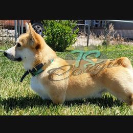 Potato - Pembroke Welsh Corgi