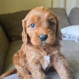 Pink Collar Girl - Apricot female Cavapoo puppy in Almira, Washington from Cavapoo Cuddles