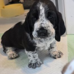 Red - Black and white female Basset Hound puppy in Russellville, Kentucky from Morse's Basset Hounds