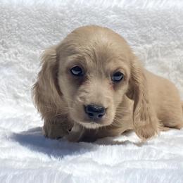 Dachshund Puppies from The Bossy Doxie Farm