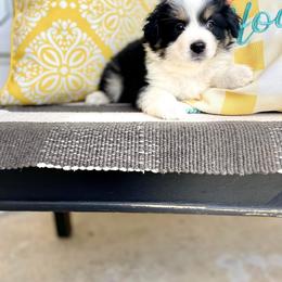 Miniature Australian Shepherd Puppies from DLT MiniAussie