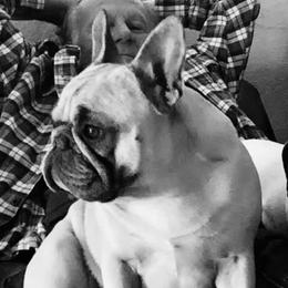 Dixie - French Bulldog