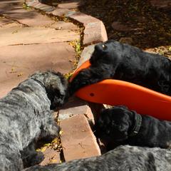 Bouvier des Flandres Puppies from Always Bouviers