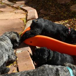 Bouvier des Flandres Puppies from Always Bouviers