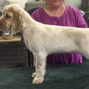 English Setter Puppies from Feathers English Setters