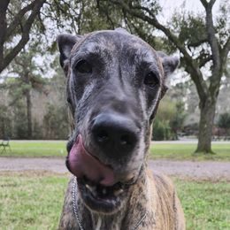 Fancy - Great Dane