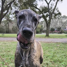 Fancy - Great Dane