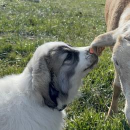 Great Pyrenees puppies from Sapphire Valley Great Pyrenees