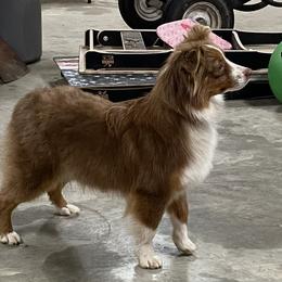 Lucy - Miniature Australian Shepherd
